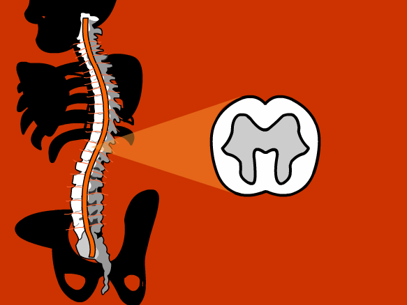 Spinal Cord