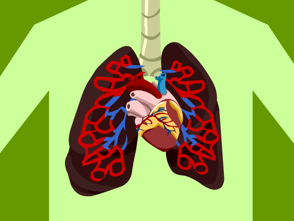 Circulatory System