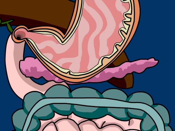 Digestive System