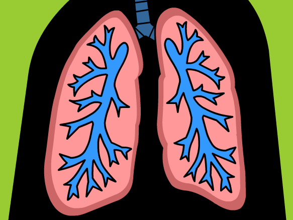 Respiratory System