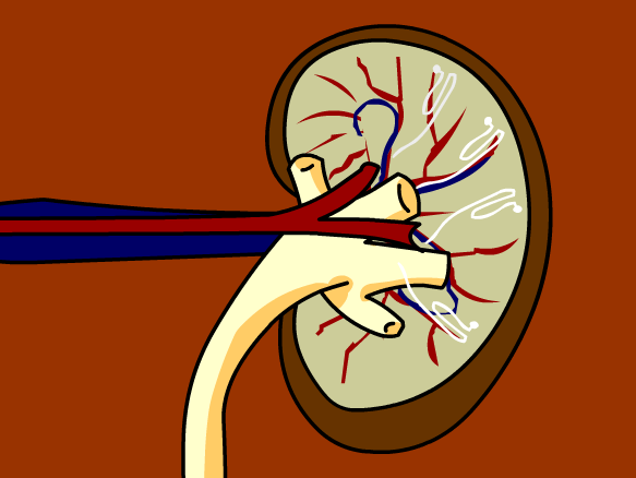 Urinary System